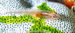 Goby with parasite by George Touliatos 